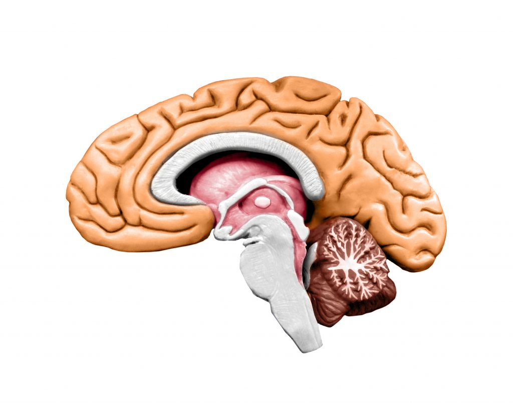 Diagram of the anatomy of one side of the human brain depicting the brain stem and cerebellum. Concept of The Hidden Power of Touch: How Massage Stimulates the Vagus Nerve